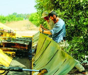 קטיף ראשון במטע החרובים הראשון בישראל 