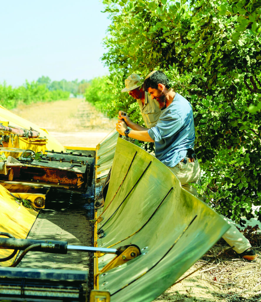 קטיף מנערת מטע חרוב דפנה. צילום: דרך החרוב