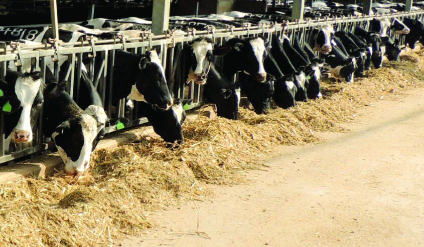 "אזרחי ישראל לא צריכים להישען על חלב פולני או טורקי" 