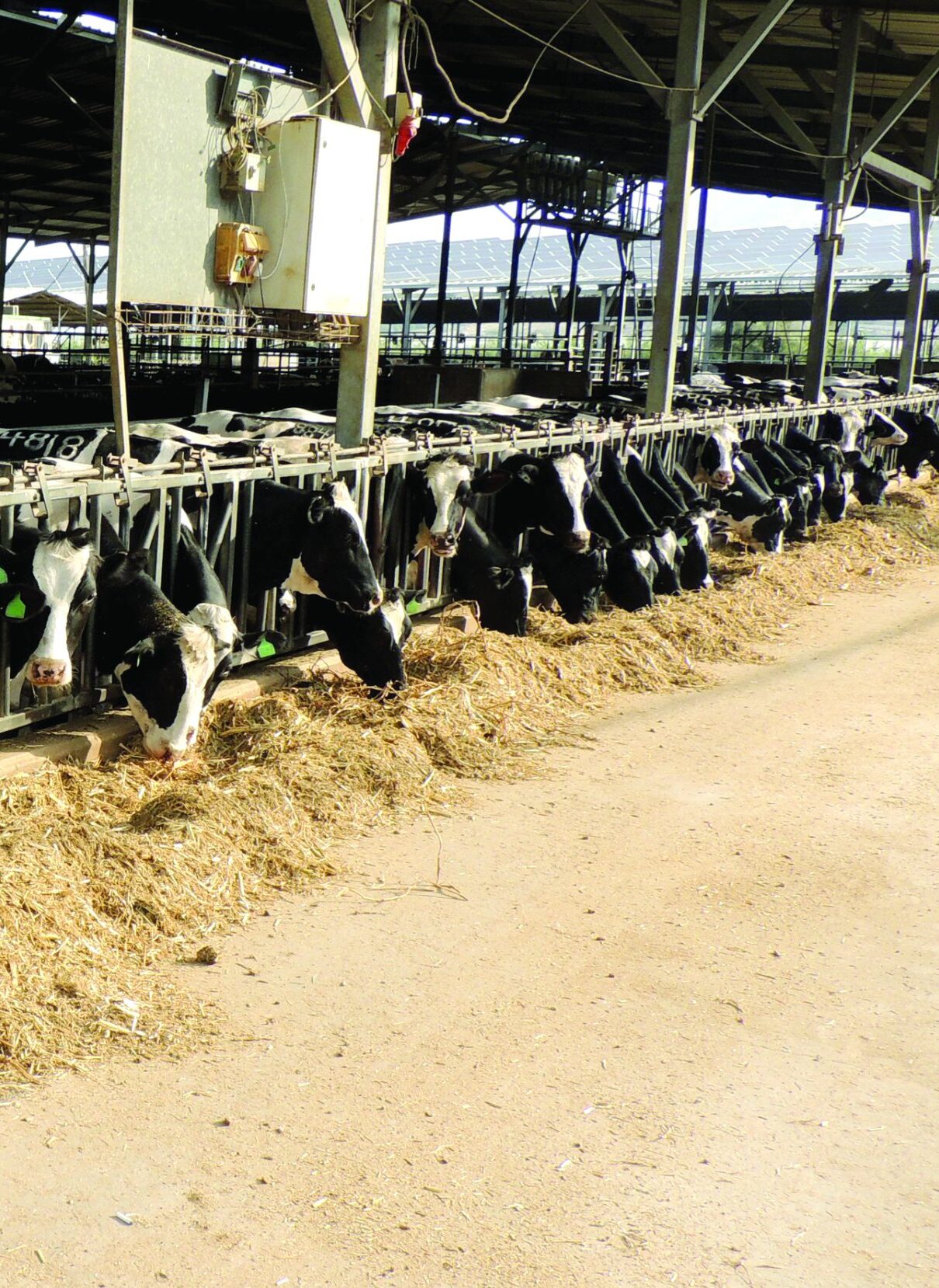 "אזרחי ישראל לא צריכים להישען על חלב פולני או טורקי" 