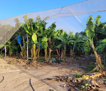 בננות צילום: מירב ראון