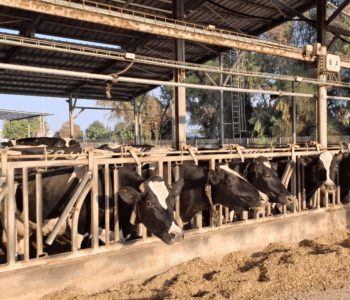 רפת בקיבוץ. צילום: מערכת "זמן קיבוץ"