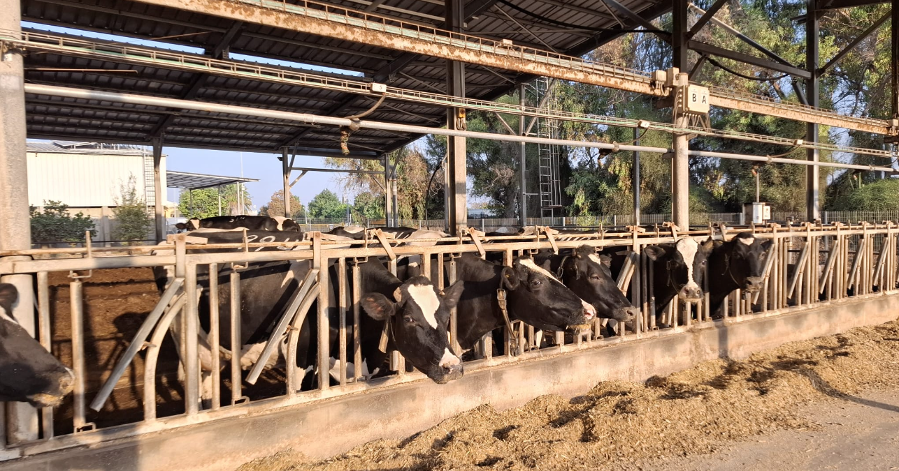 דעה // האוצר רוצה לפרק את הרפת, לא את יוקר המחייה