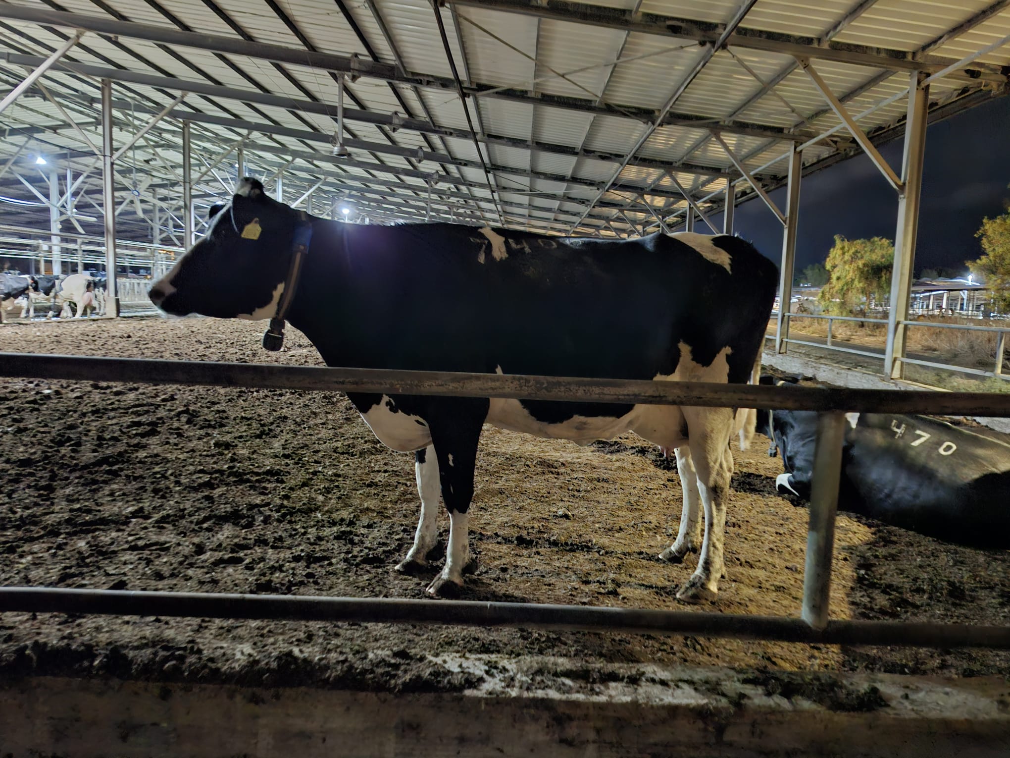 משרד החקלאות נגד האוצר: נלחמים על החלב