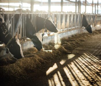 סמוטריץ' מגדיל את ייבוא הגבינות, יצרני החלב: "החליט לנקום בנו"