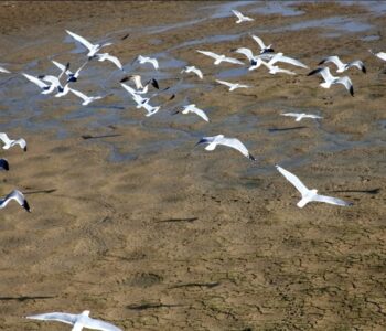 "שר האוצר מתעלם מהניסיון שכשל": בענף המדגה מזהירים מהרפורמה בחלב