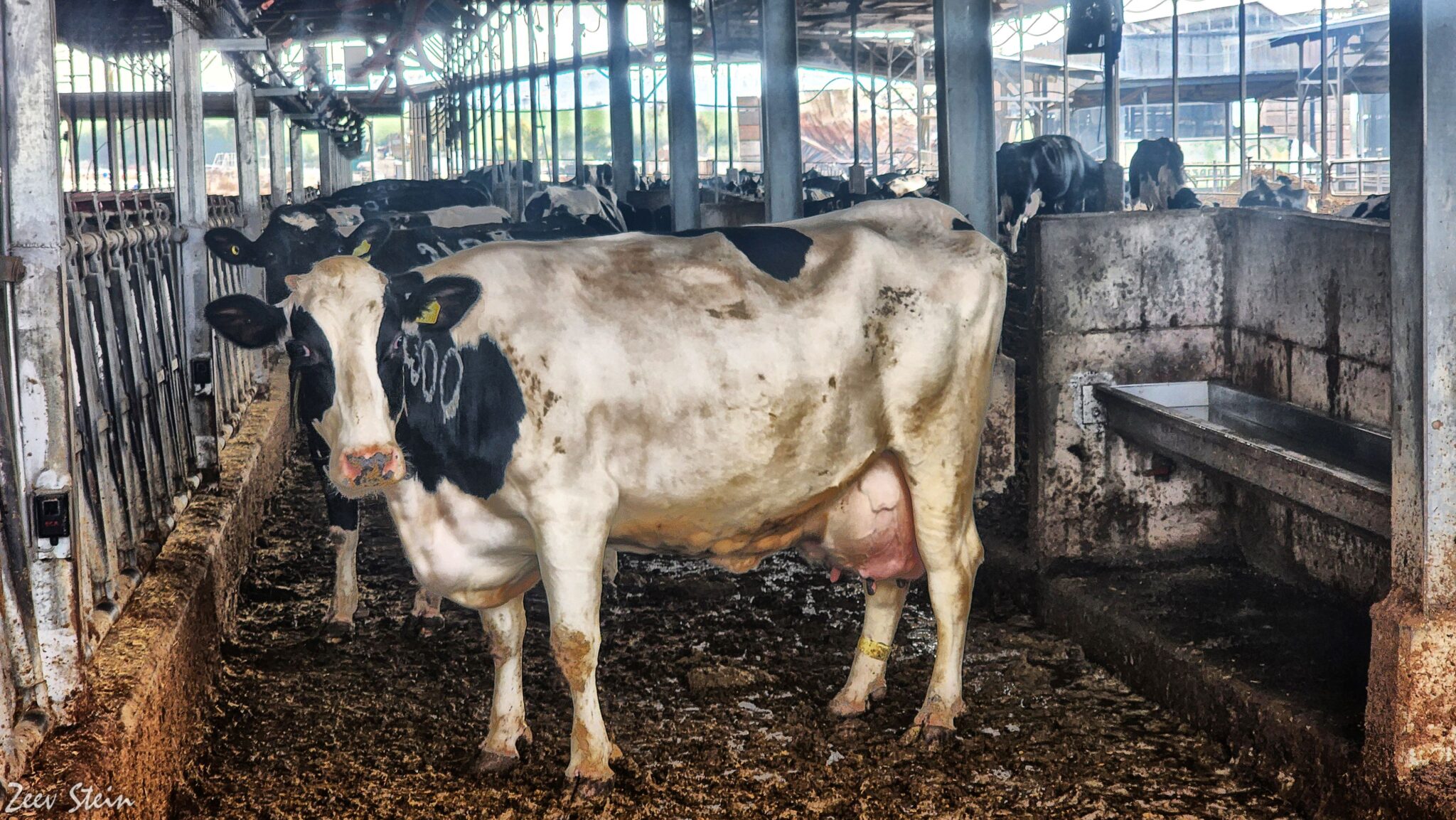 רפורמת החלב אושרה בממשלה. הנהגת החקלאים: ״נאבק בהחלטה בכנסת ואם צריך כל החקלאים במדינה יצאו לרחובות״