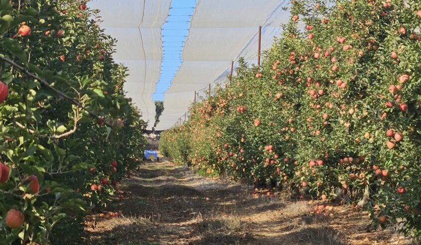 ההנהגה החקלאית: אם לא יוגדלו הקצאות המים השפירים בכ-30 מיליון קוב, משקים רבים עשויים להיפגע כלכלית