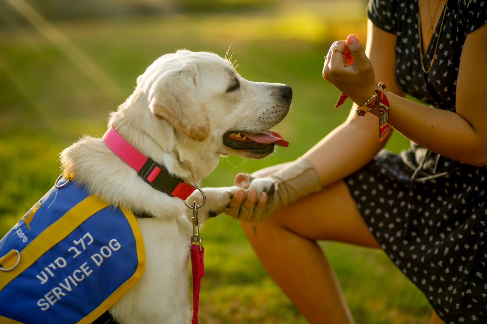 בניר דוד הוקם מרכז ייחודי להכשרת כלבים שמסייעים לפוסט טראומתיים