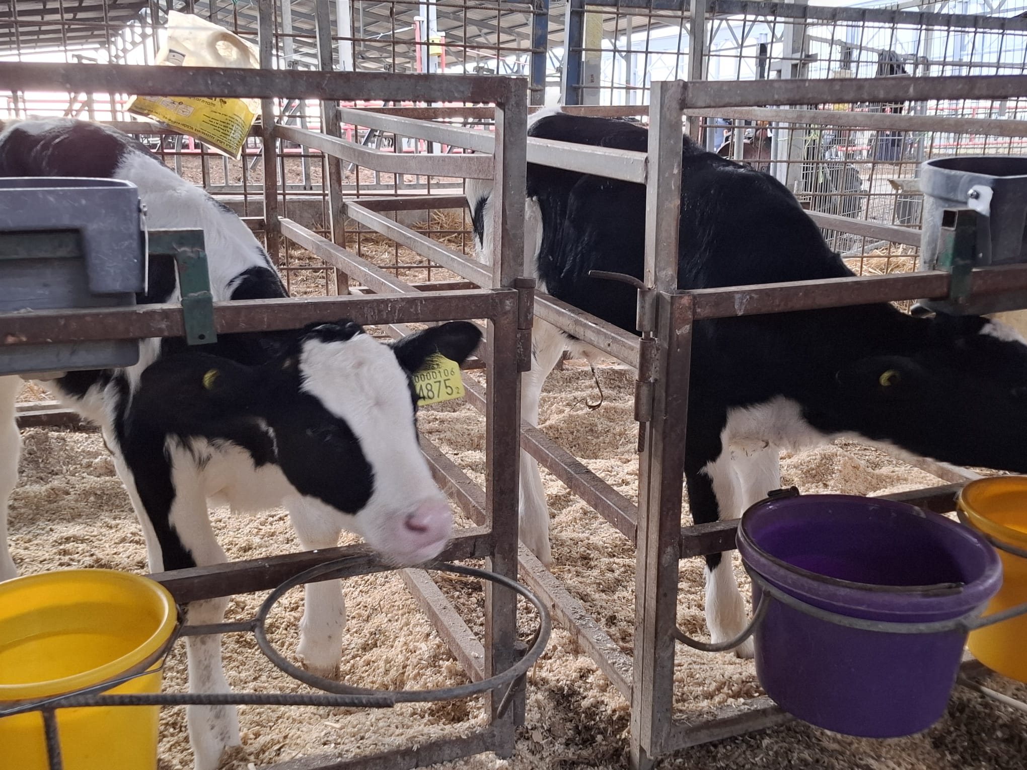 הקלה לרפתני הקיבוצים: נכשל הניסיון של סמוטריץ' לשנות את מנגנון קביעת מחיר החלב הגולמי