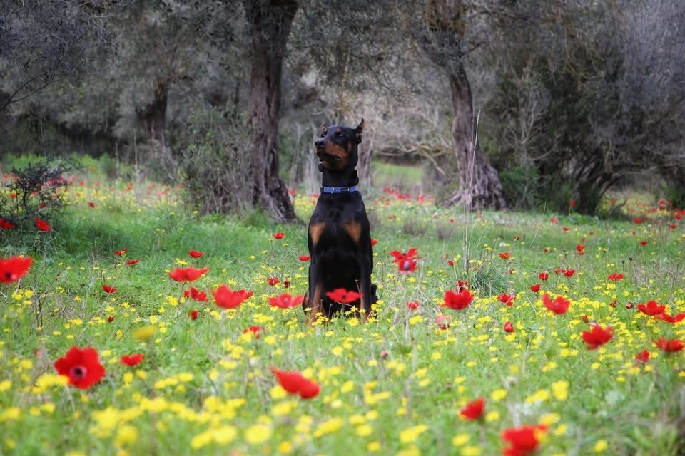 לאורך נחל השופט הזורם בין רמת השופט, עין העמק והזורע, הכול פורח