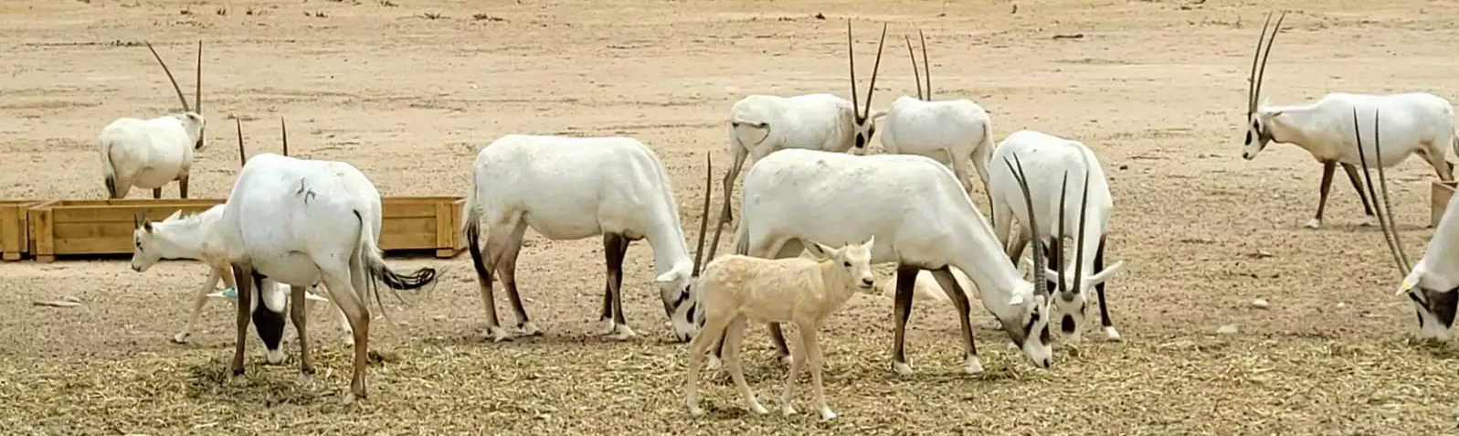 המלחמה הגיעה לקיבוצי הערבה: אזעקה ראשונה ביטבתה, גרופית, לוטן, סמר ונאות סמדר