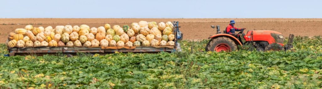 חקלאות בין קיבוץ בארי לכיסופים. צילום: בוני שיינמן, הגלריה החקלאית של קנט