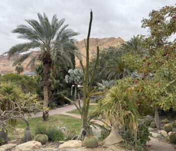 נוֹי-לנְד // סיפורם של המרחבים הירוקים והגינות הקיבוציות