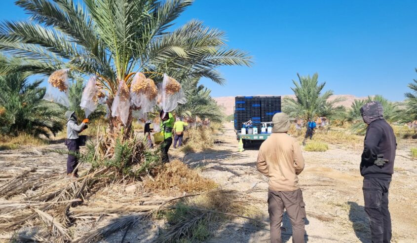 עין גדי: הראשונים להזניק את עונת גדיד התמרים