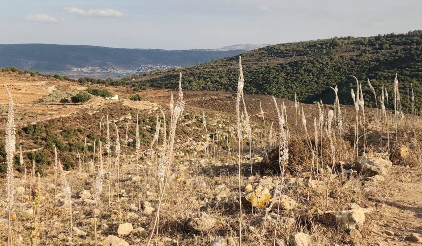 טיול לסופ"ש // זה הזמן להתפעל מפריחת החצבים